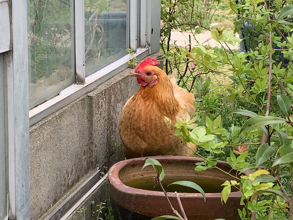 犬島のニワトリ